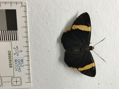 Chaetocneme porphyropis