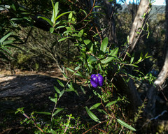 Billardiera longiflora