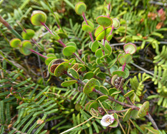 Boronia rhomboidea