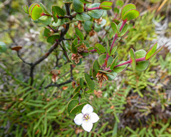 Boronia rhomboidea