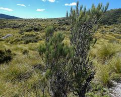 Allocasuarina zephyrea