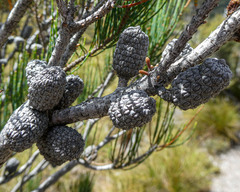 Allocasuarina zephyrea
