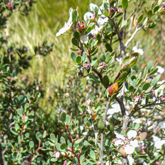 Leptospermum rupestre
