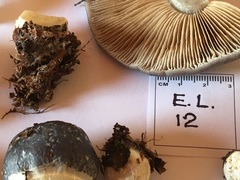 Cortinarius metallicus