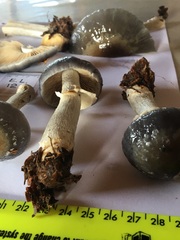 Cortinarius metallicus