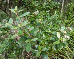 Olearia persoonioides