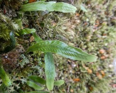 Notogrammitis billardierei