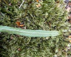 Notogrammitis billardierei