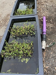 Ranunculus papulentus