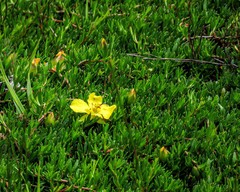 Hibbertia procumbens
