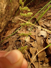 Cheilanthes distans