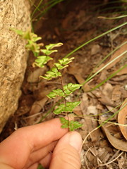 Cheilanthes distans