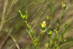 Pimelea neoanglica