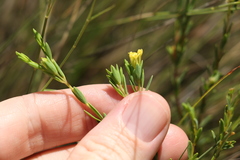 Pimelea neoanglica