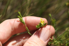 Pimelea neoanglica
