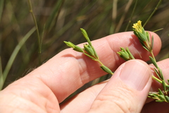 Pimelea neoanglica
