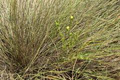 Pimelea neoanglica