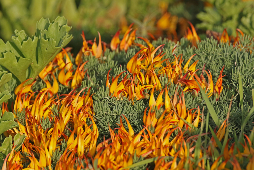 bird's-foot trefoils (genus)