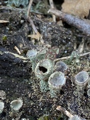 Cladonia grayi