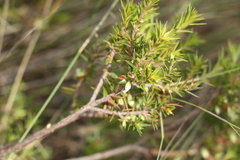 Styphelia mitchellii