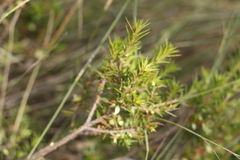 Styphelia mitchellii