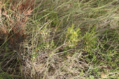 Styphelia mitchellii