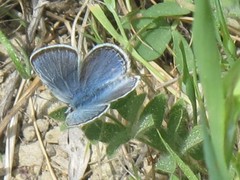 Icaricia icarioides parapheres