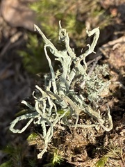 Cladonia subulata