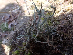 Cladonia subulata