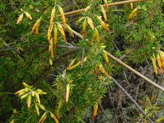 Erica coccinea
