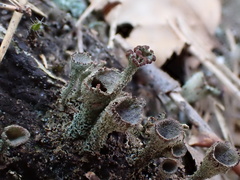 Cladonia grayi