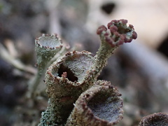 Cladonia grayi