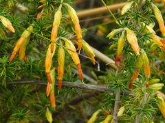 Erica coccinea