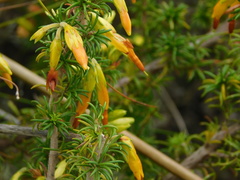 Erica coccinea