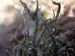 Cladonia subulata
