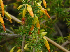 Erica coccinea