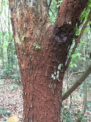 Terminalia leiocarpa