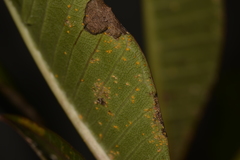 Coleosporium plumeriae