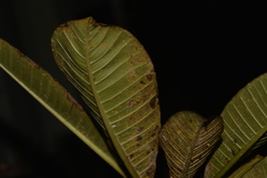 Coleosporium plumeriae