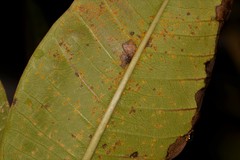 Coleosporium plumeriae