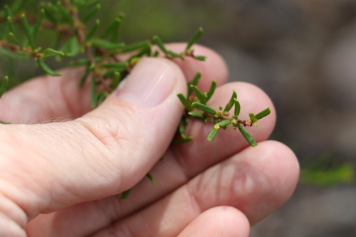 Image of Boronia glabra by (c) Greg Tasney, some rights reserved (CC BY-SA)