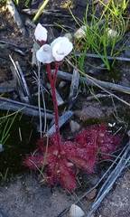Drosera trinervia