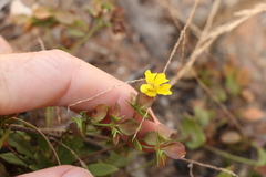 Goodenia caroliniana