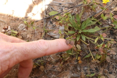 Goodenia caroliniana