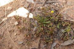 Goodenia caroliniana