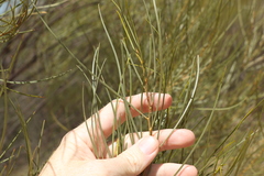 Acacia caroleae