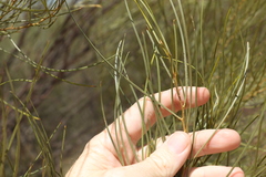 Acacia caroleae