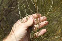 Acacia caroleae