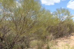 Acacia caroleae
