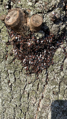 Oxycarenus lavaterae